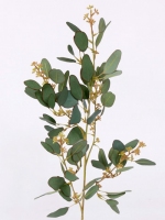 Eucalyptustak 65cm